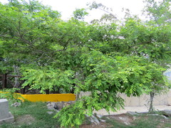 Lonchocarpus