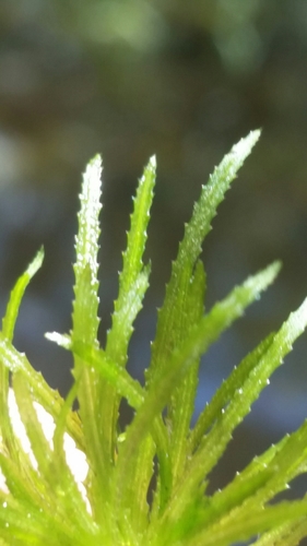 Image of Najas wrightiana by (c) Jay Horn, some rights reserved (CC BY)