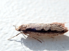 Leptocroca sanguinolenta