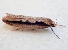 Leptocroca sanguinolenta