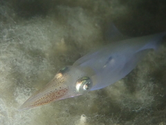 Alloteuthis subulata