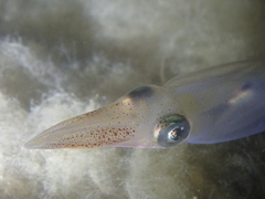 Alloteuthis subulata