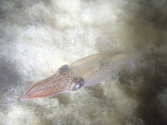 Alloteuthis subulata