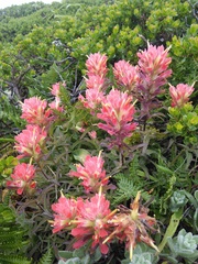Castilleja affinis