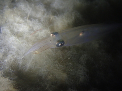 Alloteuthis subulata