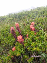 Castilleja affinis