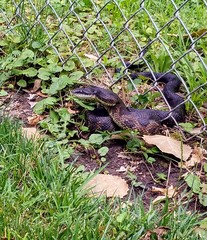 Pantherophis obsoletus