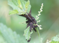 Nymphalini