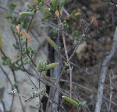 Drosanthemum calycinum