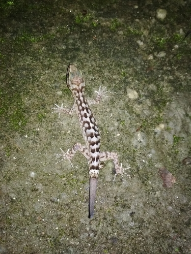 Khasi Hills bent-toed Gecko, Cyrtodactylus khasiensis