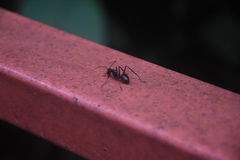 Dinomyrmex gigas