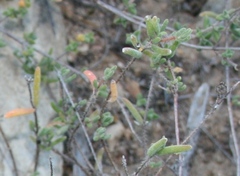 Drosanthemum calycinum