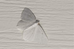 Protitame virginalis