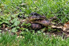 Pantherophis obsoletus