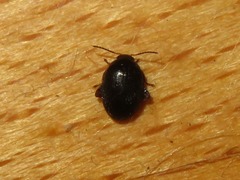 Scirtes hemisphaericus