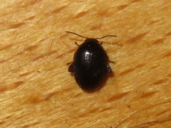 Scirtes hemisphaericus