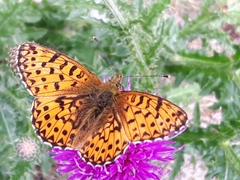Boloria titania
