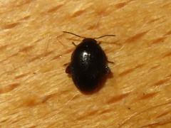 Scirtes hemisphaericus