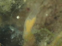 Amphilectus fucorum