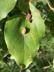 Pemphigus populivenae