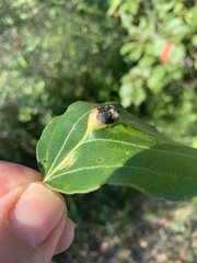 Pemphigus populivenae