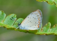 Tharsalea epixanthe