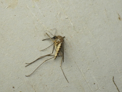 Aedes abserratus