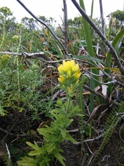 Castilleja affinis