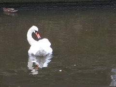 Cygnus olor