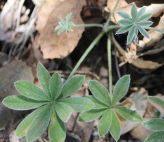 Lupinus concinnus
