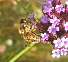 Apis mellifera