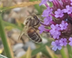 Apis mellifera
