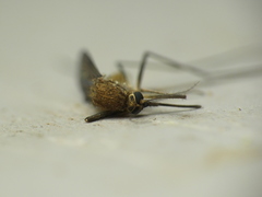 Aedes abserratus