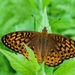 Atlantis Fritillary - Photo (c) Wayne Fidler, some rights reserved (CC BY-NC), uploaded by Wayne Fidler