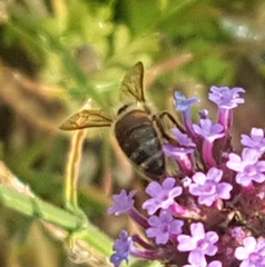Apis mellifera