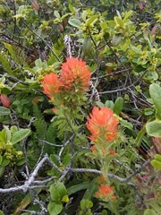 Castilleja affinis