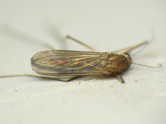 Aedes abserratus
