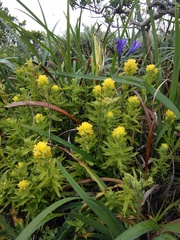 Castilleja affinis