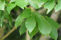 Quercus aliena
