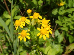 Packera schweinitziana