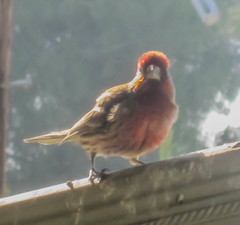 Haemorhous mexicanus