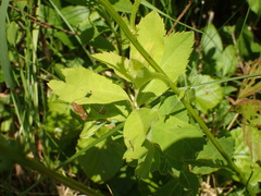 Packera schweinitziana