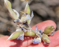 Lupinus concinnus