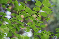 Stachyurus praecox