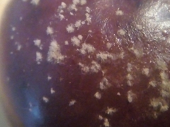 Botrytis