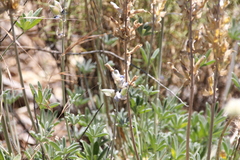 Lupinus concinnus