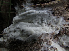 Trechispora mollusca