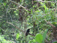 Amblycercus holosericeus