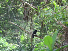 Amblycercus holosericeus