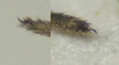 Aedes abserratus